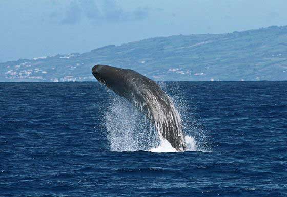 Sperm whale